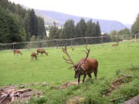Hirschgehege1